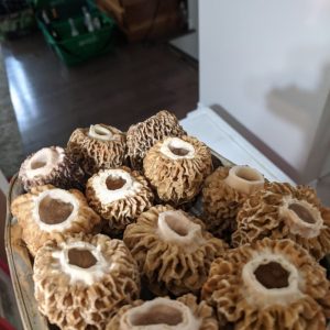 Morels ready to be stuffed